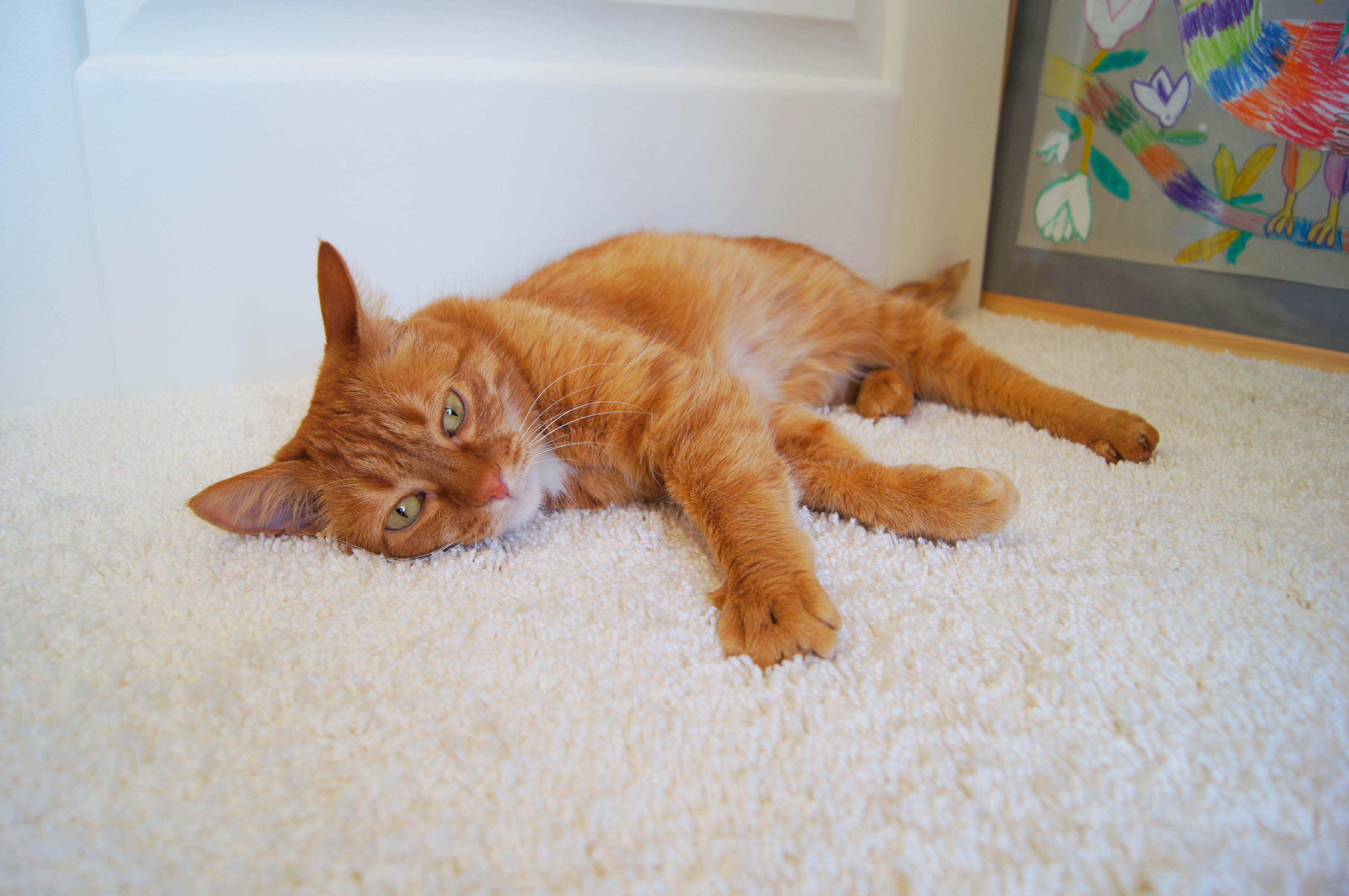 Ковролин "Зартекс" Amarena 140 бежевый (4м) — купить в Кемерово